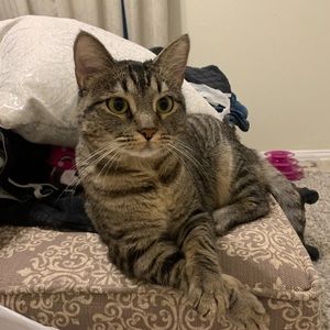 Meet your Posher, Daisy